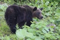 Ussuri brown bear Ursus arctos lasiotus. Shiretoko National Park. Shiretoko Peninsula. Hokkaido. Japan