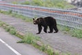 Ussuri brown bear Ursus arctos lasiotus. Shiretoko National Park. Shiretoko Peninsula. Hokkaido. Japan