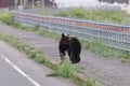 Ussuri brown bear Ursus arctos lasiotus. Shiretoko National Park. Shiretoko Peninsula. Hokkaido. Japan