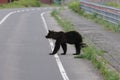 Ussuri brown bear Ursus arctos lasiotus. Shiretoko National Park. Shiretoko Peninsula. Hokkaido. Japan