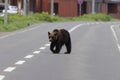 Ussuri brown bear Ursus arctos lasiotus. Shiretoko National Park. Shiretoko Peninsula. Hokkaido. Japan