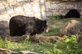 Ussuri black bear in the wild. Asiatic black bear