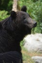 Ussuri Brown Bear (Ursus Arctos Lasiotus)