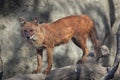 Ussuri dhole Cuon alpinus alpinus Royalty Free Stock Photo