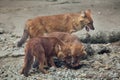 Ussuri dhole Cuon alpinus alpinus Royalty Free Stock Photo