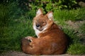 Ussuri dhole (Cuon alpinus alpinus). Royalty Free Stock Photo