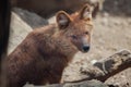 Ussuri dhole Cuon alpinus alpinus Royalty Free Stock Photo