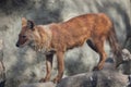 Ussuri dhole Cuon alpinus alpinus Royalty Free Stock Photo