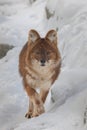 Ussuri dhole (Cuon alpinus alpinus) portrait Royalty Free Stock Photo