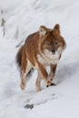 Ussuri dhole (Cuon alpinus alpinus) running under snow Royalty Free Stock Photo