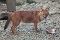 Ussuri dhole & x28;Cuon alpinus alpinus& x29; Royalty Free Stock Photo