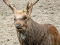 Ussuri spotted deer named Aldan.