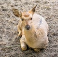 The younger generation of ussuri spotted deers.