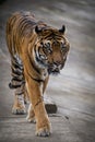 Ussuri tiger portrait from the zoo Royalty Free Stock Photo