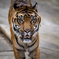 Ussuri tiger portrait from the zoo Royalty Free Stock Photo