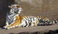 Ussurian tiger is having sunbath