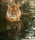 Ussurian tiger in water