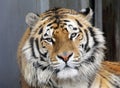 Ussurian tiger in the zoo. Tiger face close up