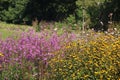 Beautiful flower beds. What beautiful colors