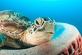 Usual barrel sponge turtle - Han's Reef Royalty Free Stock Photo