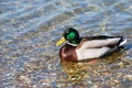 Usual Duck on water Royalty Free Stock Photo