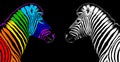 Usual & rainbow color zebra black background isolated, individuality concept, stand out from crowd, think different, creative idea