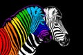 Usual & rainbow color zebra black background isolated, individuality concept, stand out from crowd, think different, creative idea