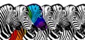 Usual & rainbow color zebra white background isolated, individuality concept, stand out from crowd, think different, creative idea Royalty Free Stock Photo