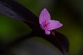 The mussel flowers are beautiful! Royalty Free Stock Photo