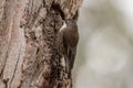 White-throated Treecreeper in Australia