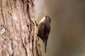 White-throated Treecreeper in Australia