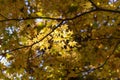 Usui Lake autumn