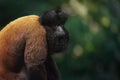 Uta Hick Bearded Saki - New World Monkey Royalty Free Stock Photo