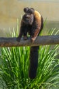 Uta Hick Bearded Saki - New World Monkey Royalty Free Stock Photo