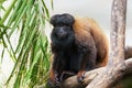 Uta Hick Bearded Saki - New World Monkey