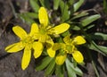 Utah Buttercup flowers