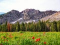 Utah Canyon Hiking Trail towards the Wasatch Mountains Royalty Free Stock Photo