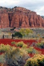 Utah- Capitol Reef- Vertical Landscape Of Red Cliffs And Colorful Autumn Plants