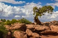 Utah Juniper and Clouds Royalty Free Stock Photo