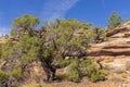 Utah juniper tree along the Canyon Rim Trail Royalty Free Stock Photo