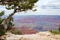 With a Utah Juniper tree in the foreground, clouds form over the Grand Canyon