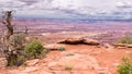 Utah Juniper, White Rim Overlook Trail, Canyonlands National Par