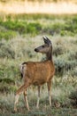 Utah Mule Deer Royalty Free Stock Photo