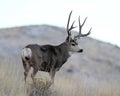 Utah Mule Deer Royalty Free Stock Photo