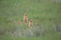 Utah Prairie Dog ,Bryce Canyon National Park,USA Royalty Free Stock Photo