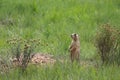 Utah Prairie Dog ,Bryce Canyon National Park,USA Royalty Free Stock Photo