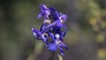 Utah Wasatch Mountain Purple Wildflower