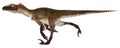 Utahraptor Royalty Free Stock Photo