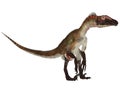 Utahraptor Royalty Free Stock Photo