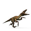 Utahraptor Royalty Free Stock Photo